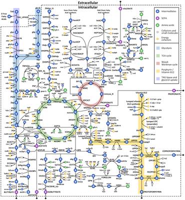 Genome-scale metabolic modeling and in silico analysis of opportunistic skin pathogen Cutibacterium acnes